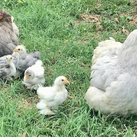 Appartamento In Cascina -La Cascinetta Di Ali- Roatto Ngoại thất bức ảnh