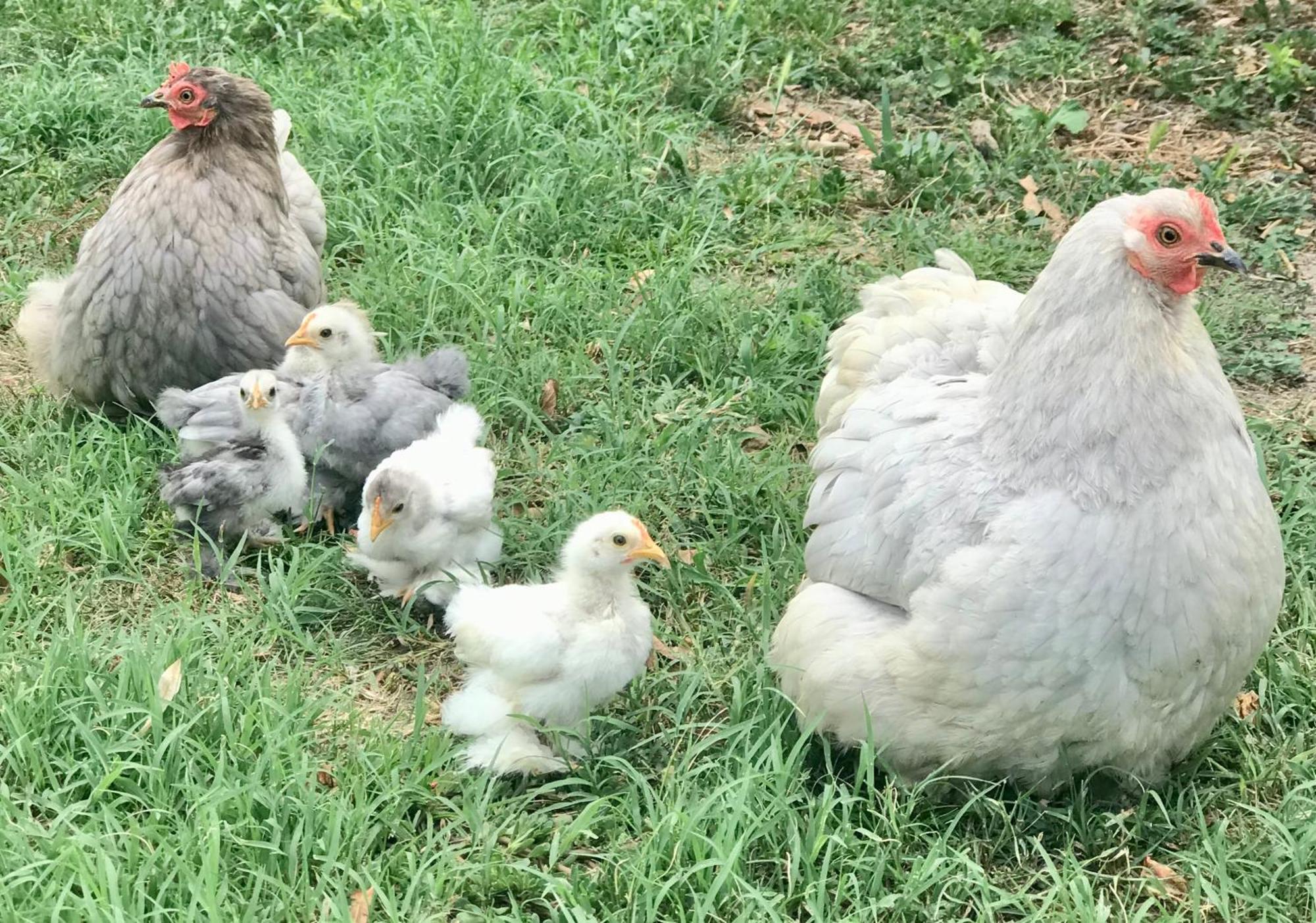 Appartamento In Cascina -La Cascinetta Di Ali- Roatto Ngoại thất bức ảnh